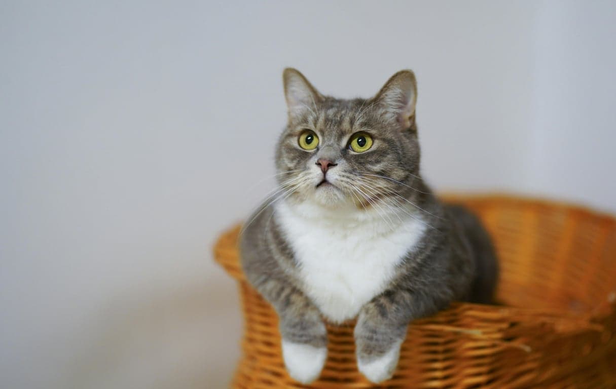 Emma L.