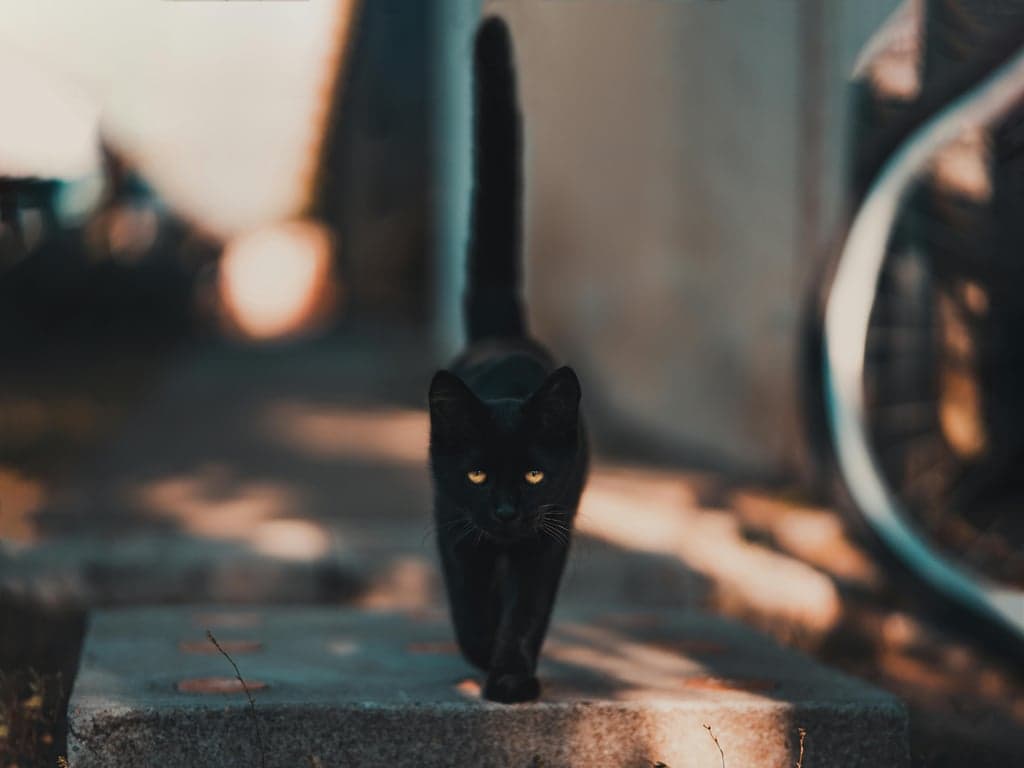 Zoe